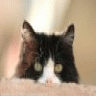 avatar de PapyChat