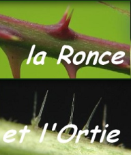 Sp�cial La Ronce et l'Ortie