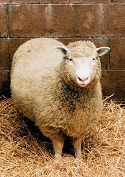 Dolly, la brebis clonnée